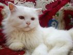 Pure Persian kittens