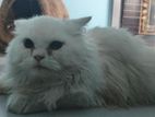 Pure Persian Cat