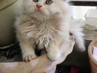 Pure persian cat