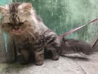 Pure Persian Cat