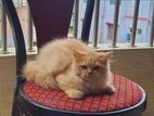Pure Persian