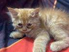 Pure Persian