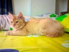 Pure Persian cat