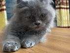 Pure Persian