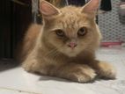 Pure Persian