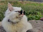 Pure Persian