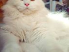 Pure Persian