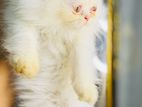 Pure Persian