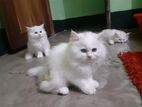 Pure persian cat