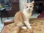 Pure persian cat