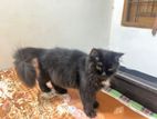 Pure Persian
