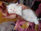 pure persian full white female kitten