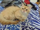 Pure persian ginger female kitten