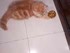 Pure Persian Ginger Kittens