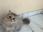 Pure Persian Hig Quality Cat