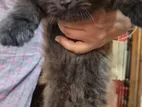 Pure Persian High Quality Male Femal Kitten for Sell