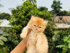 Pure Persian Kitten 1 Month Age Top Notch Quality