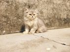 Pure persian kitten 5 month potty train litter nfa