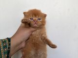 Pure Persian kitten available at an affordable price.