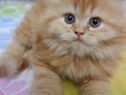 Pure Persian Cat for sell