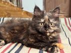 Pure Persian kitten female