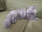 Pure Persian Kitten Female