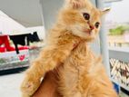 pure Persian kitten female male
