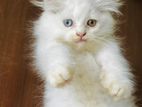 Pure Persian Kitten
