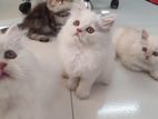 Pure persian Kitten