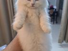 Pure Persian kitten