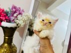 pure Persian kitten