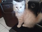 Pure Persian Kitten