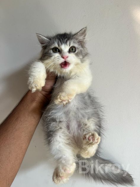 Pure Persian Kitten For Sale In Basundhara Bikroy