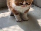 Pure Persian kitten