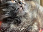 Pure Persian kitten