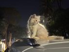 Pure Persian Kitten
