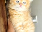 Pure Persian Kitten