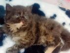 Pure Persian Kitten