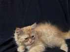 Pure Persian Kitten