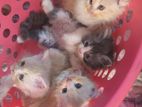 Pure Persian Kitten