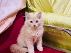 Pure Persian Kitten