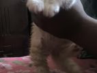 Pure Persian Kitten