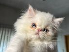 Pure Persian Kitten