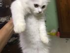 Pure Persian kitten for sale