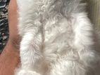 PURE PERSIAN KITTEN, FOR SALE