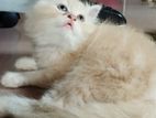 Pure Persian kitten