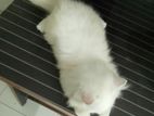 Pure Persian Kitten