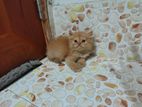 Pure Persian Kitten