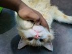Pure Persian Kitten
