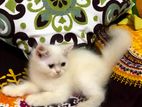 Pure Persian kitten